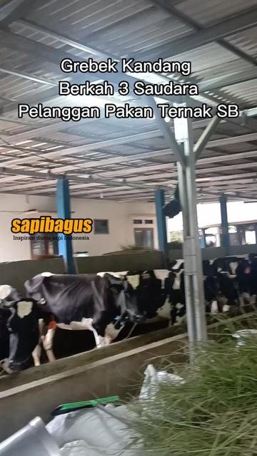 Berkah-3-Saudara-Farm